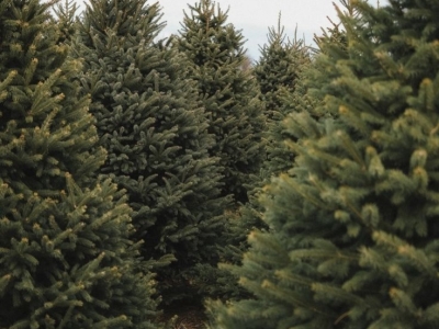 Grand Sapin Naturel Premium : L'Excellence pour Vos Événements Prestigieux