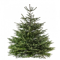 Voorschrift Port Ashley Furman Kerstboom online kopen : gratis levering in België, Luxemburg | Sapins.be