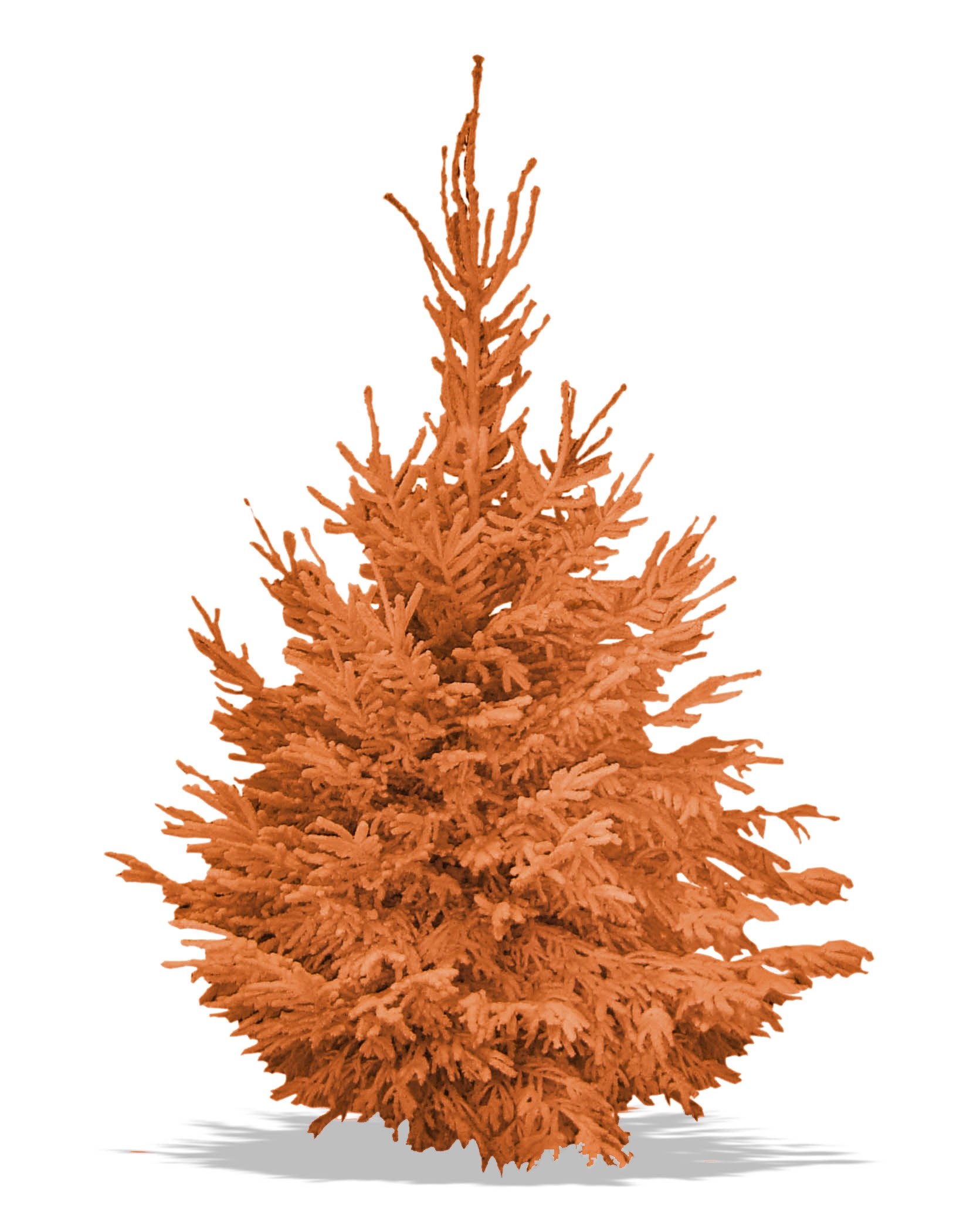  Sapin  Nordmann floqu  orange