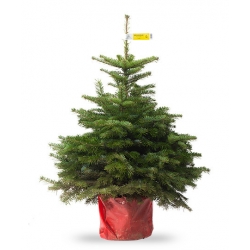 Lada schild vasteland Nordmann kerstboom kopen : ultravers & lang houdbaar | Sapins.be