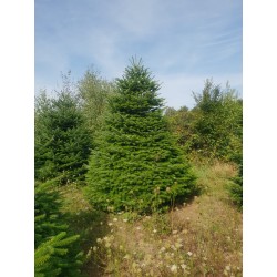 Large Nordmann Tree