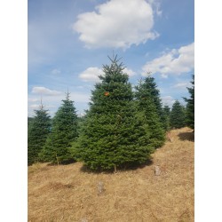 Grand sapin Nordmann