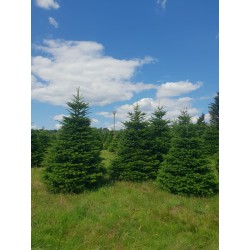 Large Nordmann Tree