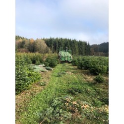 Natuurlijk Nordmann kerstboom