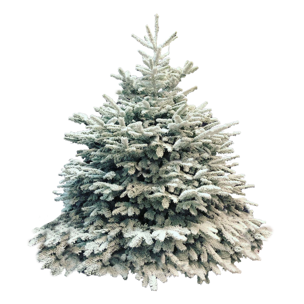 Echte Kerstboom set 210 tot 250cm