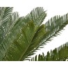 Cycas in a plastic pot