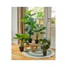 Palm Philodendron in een plastic pot