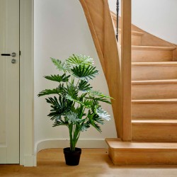 Philodendron in a plastic pot