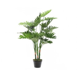 Philodendron en pot plastique