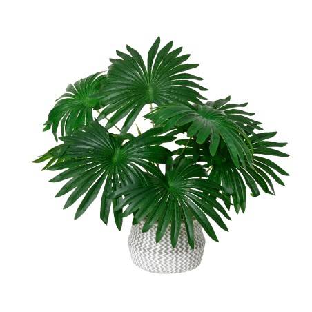 Palm Plant