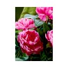 Artificial Pink Peony