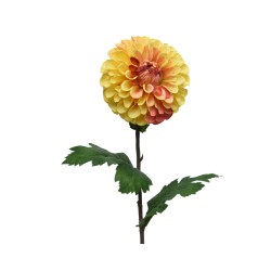 Dahlia on stem