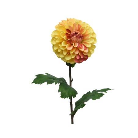 Dahlia on stem