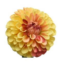 Dahlia on stem