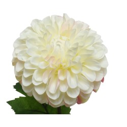 White dahlia on stem