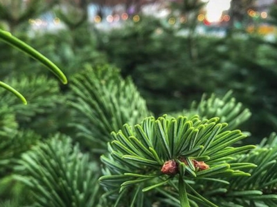 Rainy weather - perfect for your Christmas tree.